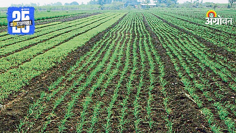 Wheat Farming