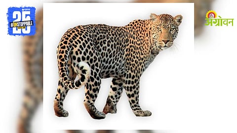 Leopard roar