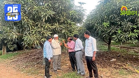 Mango Flowering