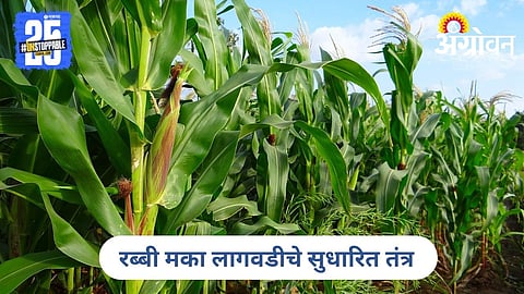 Maize Farming