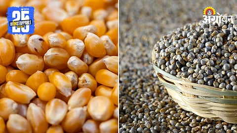 Maize and Bajra