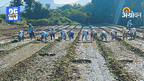 Onion Farming