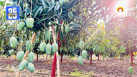Mango Export