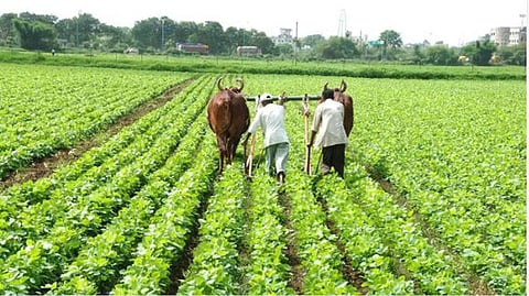Rabi Sowing