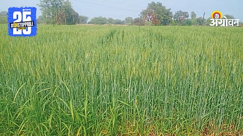 Wheat Farming