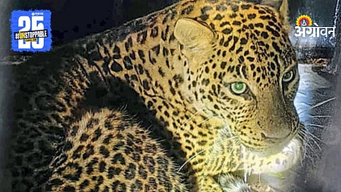 Leopard