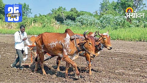Rabi season crops Maharashtra