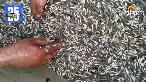 Fish Seeds