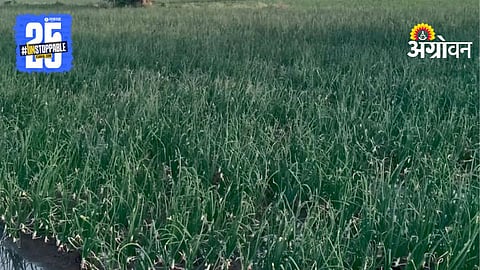 Kharif Onion Season