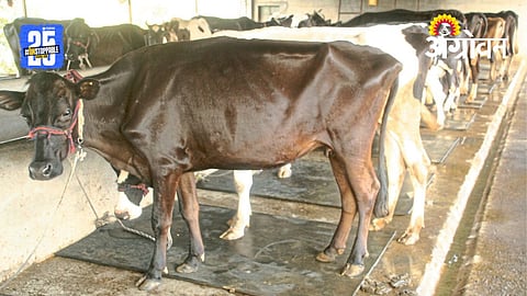 Livestock Health