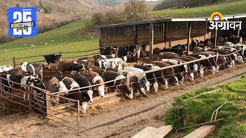 Live Stock Farming