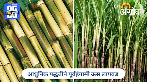 Sugarcane Sowing