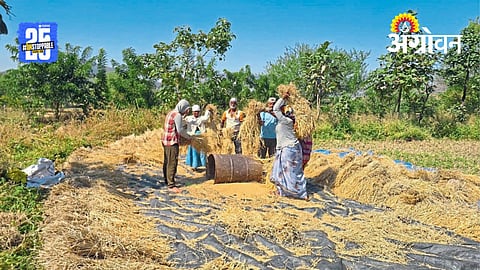 Paddy Harvest