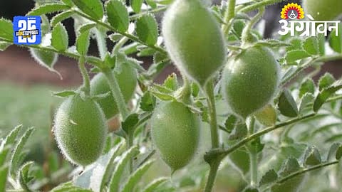 Chana Sowing
