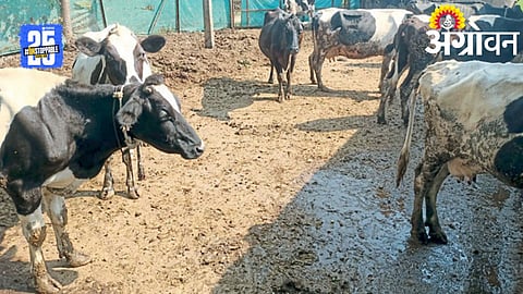 Livestock Management