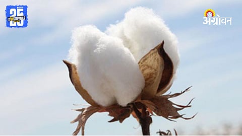 Cotton Procurement