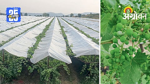 Grape Farming