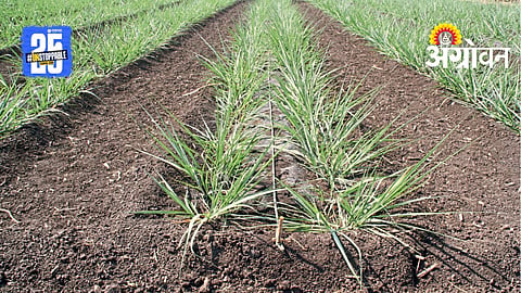 Sugarcane Farming