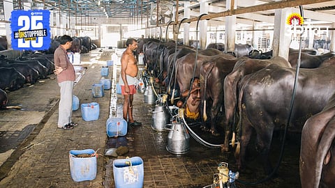 Dairy Development Agriculture 