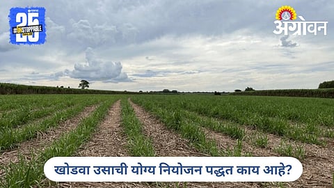 Ratoon Sugarcane