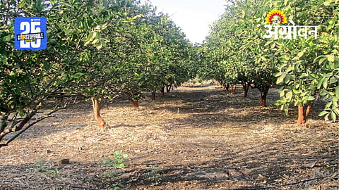 Citrus Farming