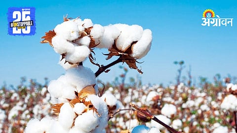 Kharif Cotton