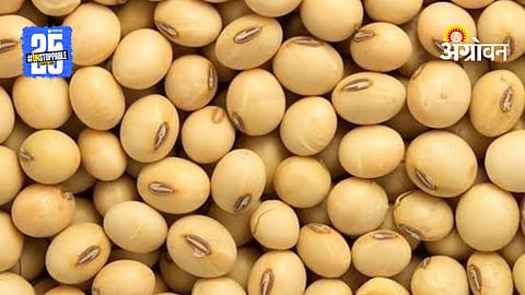 Soybean Rate