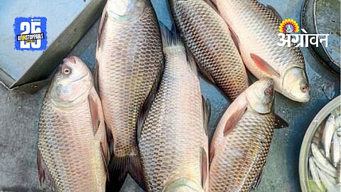 Fish Farming