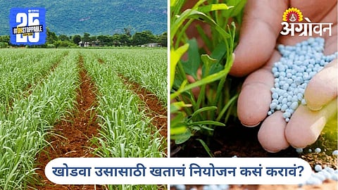 Ratoon Sugarcane