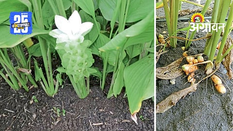Turmeric Farming