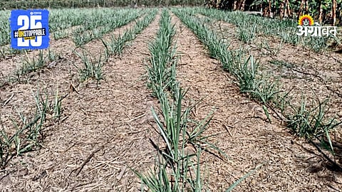 Sugarcane Farming