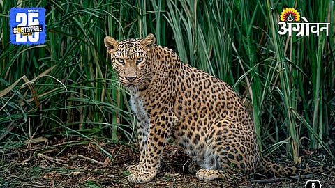 Human Wildlife Conflict