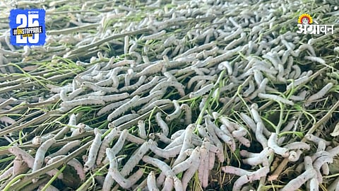 Silk Production