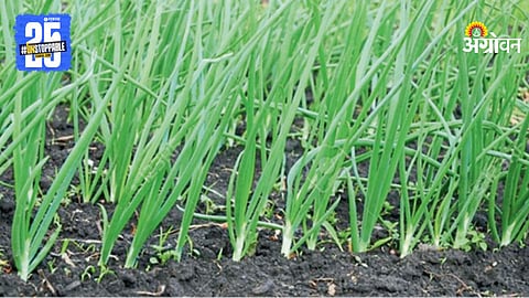 Onion Farming
