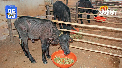 Livestock Health