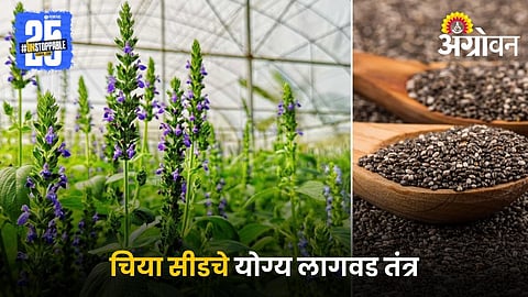 Chia Crop