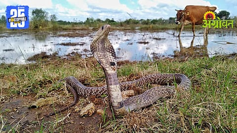 Wildlife Damage