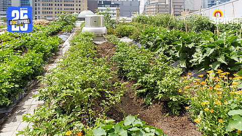 Vertical Farming