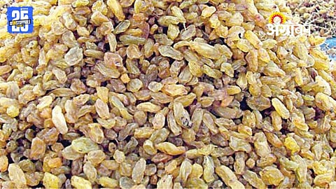 GI tag for raisins