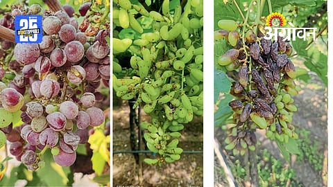 Grape Farming