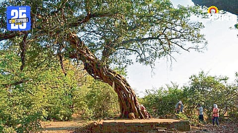 Devrai