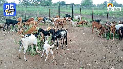 Goat Care