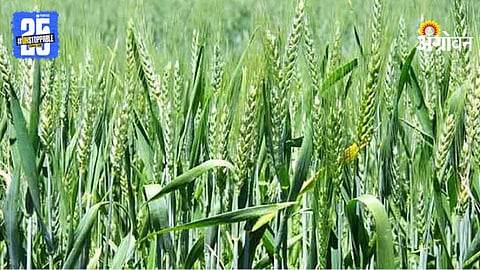 Wheat Sowing