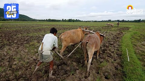 Chana Farming