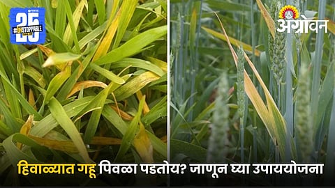 Wheat weed Control