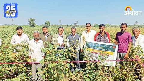 Cotton Cultivation