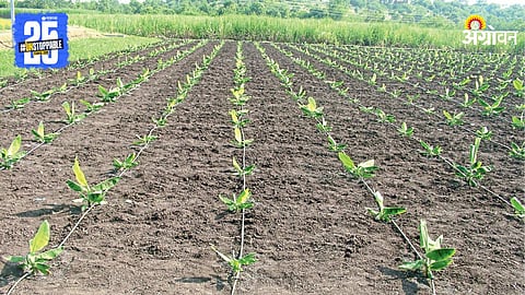 Agriculture Tips