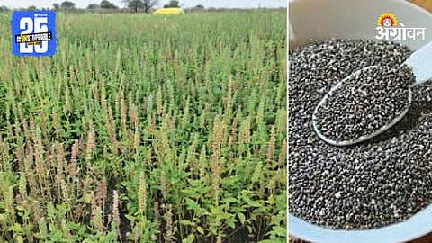 Chia Seeds Farming