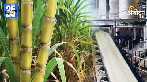 Sugarcane Weighing Irregularities