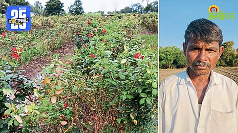 Rose Flower Farming
